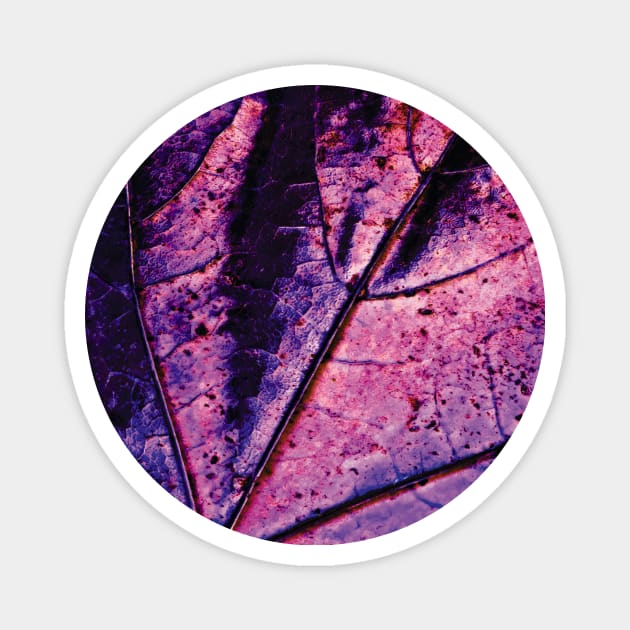 Purple Leaf Magnet by Orino Nakamura